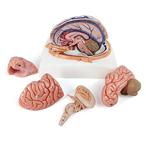 EVOTECH SCIENTIFIC Human Brain Model w/Arteries, 7 Parts Life Size Anatomy Brain Model on a Base Show Horizontal Plain Through Eyeball Level for Science Classroom Study Display, Manual Included