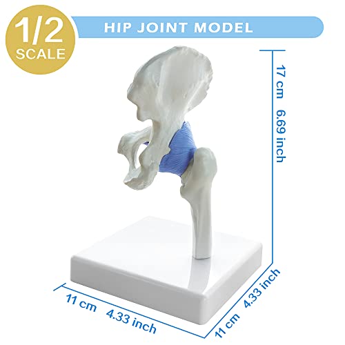 EVOTECH SCIENTIFIC Mini Shoulder Knee Hip Elbow Joint Model Set, 1/2 Scale