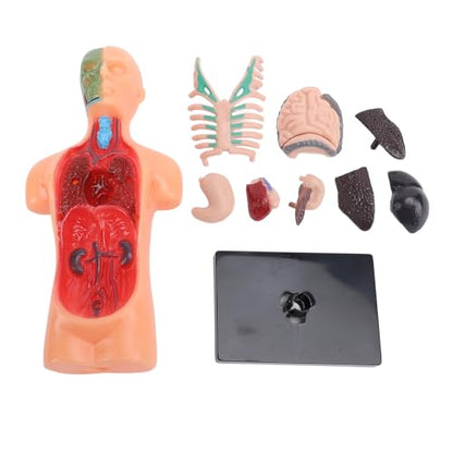 Human Body Model for Kids, Human Torso Anatomy with Removable Organs and Ribs, Educational Science Kit for School and Home Learning
