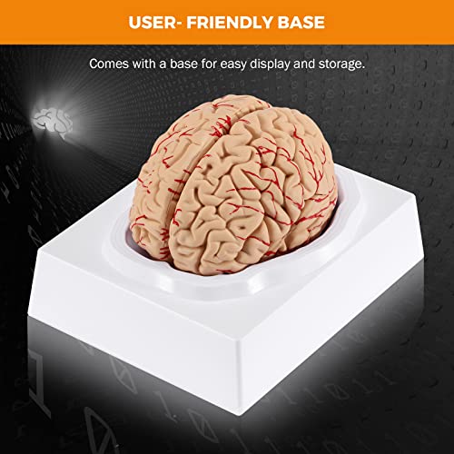 BEAMNOVA Human Brain Model with Vessels, Life Size Anatomy Model