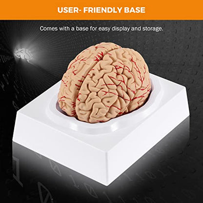 BEAMNOVA Human Brain Model with Vessels, Life Size Anatomy Model