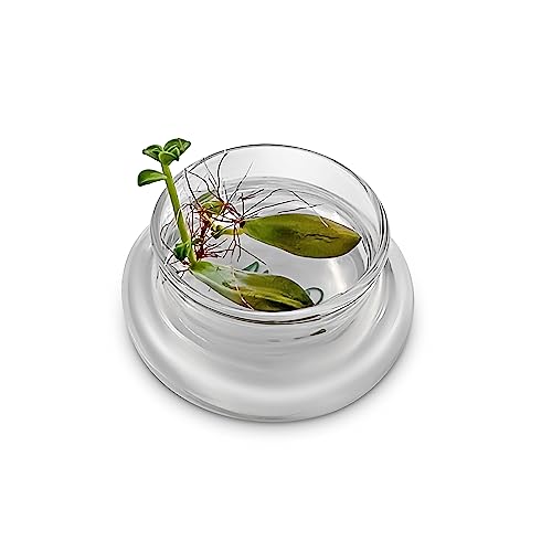 Bloomify Terra Gel Plant Propagation Seed Starter Tray with Glass Dome – Advanced Technology Gardening Supplies Plant Propagation Station for Succulents – Easy to Use Seed Starter Kit