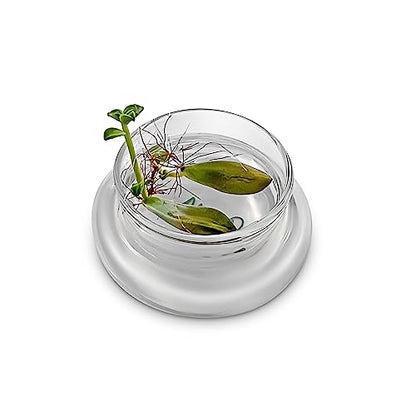 Bloomify Terra Gel Plant Propagation Seed Starter Tray with Glass Dome – Advanced Technology Gardening Supplies Plant Propagation Station for Succulents – Easy to Use Seed Starter Kit