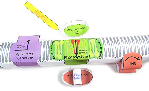 NewPath Learning Photosynthesis & Light Reactions 3-D Paper Model Making Kit, Set/5 Full-Color, Paper Model Templates & Teacher Guide (24-7728)