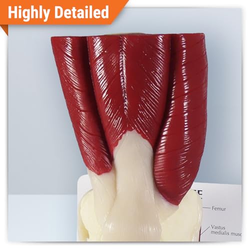 GPI Anatomicals Muscled Knee ModelRight Knee Joint with Muscles Model - style: Muscled Knee