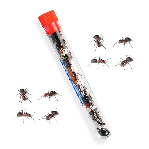 25 Active Live Ants for Ant Farms (1 Tube), Live Arrival, Shipped Now - style: 25 Live Ants