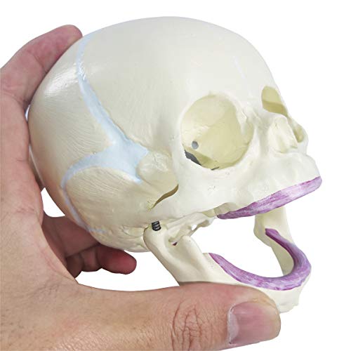 Human Infant Skull Anatomy Model, Life Size Fetus Skull Model, Hand Painted