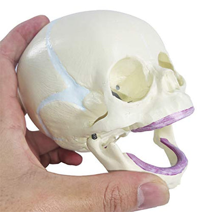 Human Infant Skull Anatomy Model, Life Size Fetus Skull Model, Hand Painted