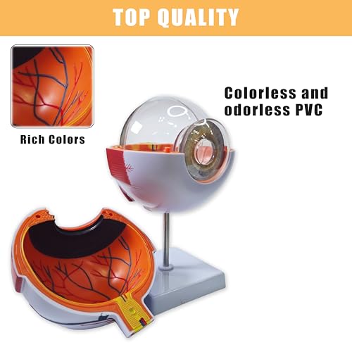 6X Enlarged Eyeball Model, Eye Anatomy Model, Human Eye Anatomical Model for Medical, Educational, or Teaching, with Detailed Product Manual
