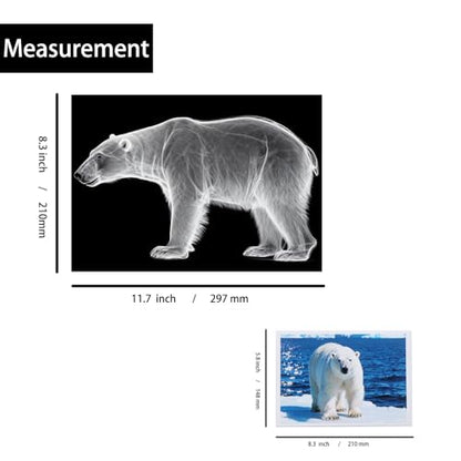 Thematic Animal X-Rays, Set of 16, Simulation Specimen, Science Education Materials for Kindergarten & Preschool, Light Table Accessories, Montessori & Reggio-Inspired (Arctic Animals) - color: Arctic Animals