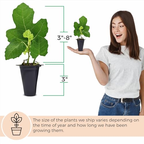 Black Mission Fig Plant (4 Pack) | Live Fruit Plant for Planting | Grow Your Own Sweet & Juicy Figs at Home | Easy to Grow & High-Yielding Tree | Perfect for Fresh Eating, Drying & Organic Gardening - style: Black Mission