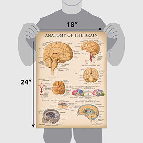 Palace Learning Vintage Brain Anatomy Poster - Laminated - Anatomical Chart of the Human Brain - 18" x 24" - color: LAMINATED