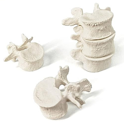 Disarticulated Human Spine Model, Life Size 1-24 Spine Model