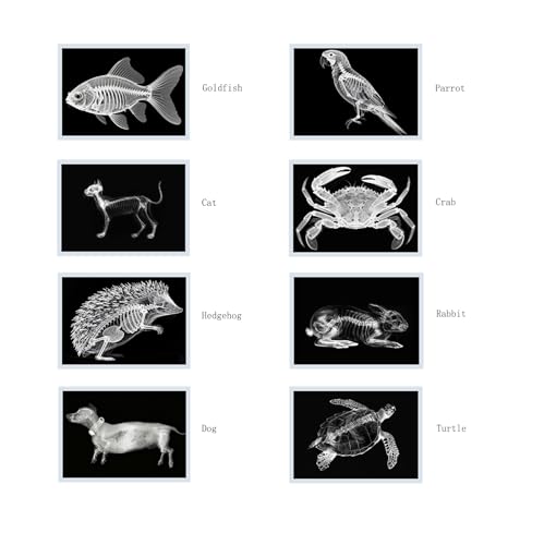 Thematic Animal X-Rays, Set of 16, Simulation Specimen, Science Education Materials for Kindergarten & Preschool, Light Table Accessories, Montessori & Reggio-Inspired (Pets) - color: Pets