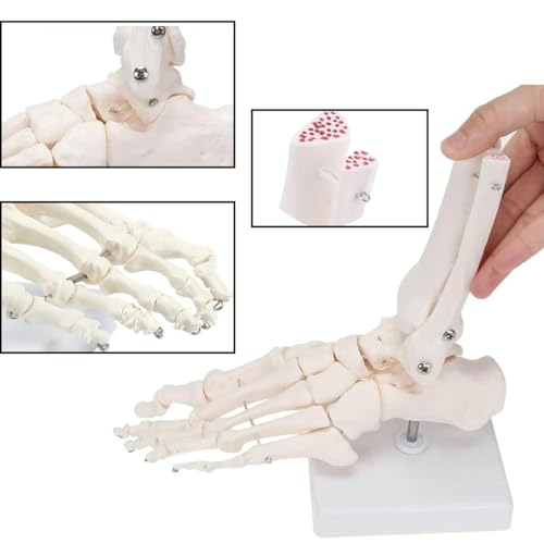 Human Foot Ankle Model Life Size 1:1 Skeleton W/Tibia Fibula - color: Foot joint