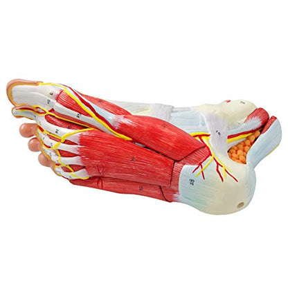 Generies Natural Large Foot Anatomical Model 9 Parts with 81 Digital Signs