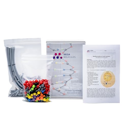 Protein Synthesis Model Set