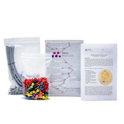 Protein Synthesis Model Set