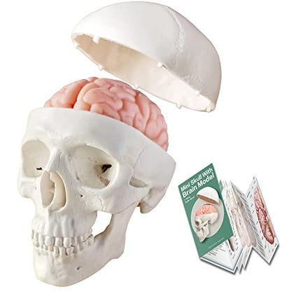 2026 New Human Skull Model, 3 Part With 2-Part Brain, Half Life Size