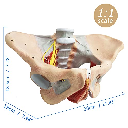 Female Pelvis Muscle Model, with Pelvis/Pelvic Floor Muscle/Perineum