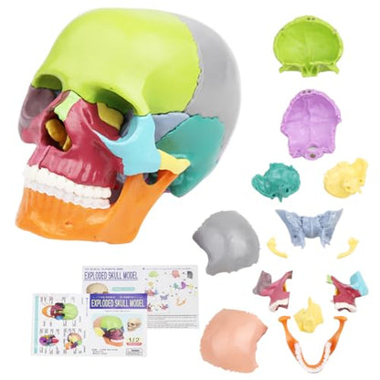 Anatomical Skull Model 15 Parts Human Color Exploded Assembly Palm-Sized