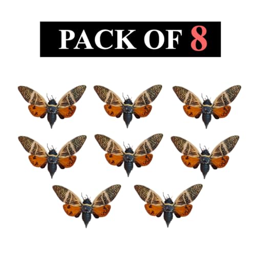 8 Real Cicada Beetle Specimens Mounted Insect Taxidermy Collection UM-10 - color: 8 Real Cicada Beetles