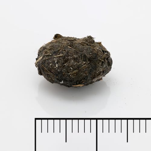 Extra Small Owl Pellets, 30 Pack
