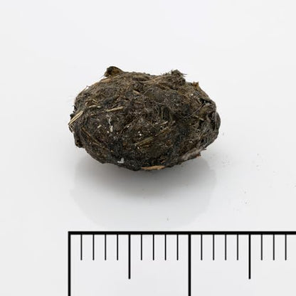 Extra Small Owl Pellets, 30 Pack