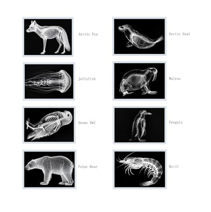Thematic Animal X-Rays, Set of 16, Simulation Specimen, Science Education Materials for Kindergarten & Preschool, Light Table Accessories, Montessori & Reggio-Inspired (Arctic Animals) - color: Arctic Animals