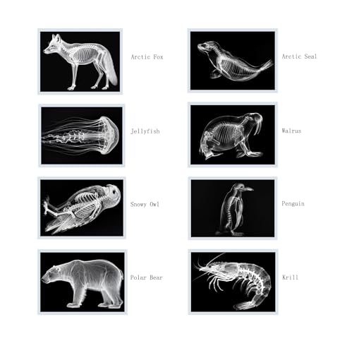 Thematic Animal X-Rays, Set of 16, Simulation Specimen, Science Education Materials for Kindergarten & Preschool, Light Table Accessories, Montessori & Reggio-Inspired (Arctic Animals) - color: Arctic Animals