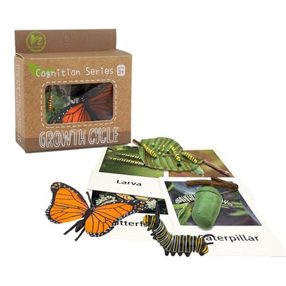 Mbrain 4pcs Butterfly Growth Cycle with Flash Cards,Life Cycle Learning & Education Toys,Montessori Toys,Gift for Girl & Boy for 3 4 5 6 7 Year Old (Butterfly) - color: Butterfly