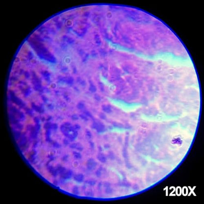 AmScope 120X -1200X Magnification, Educational 48 pcs Kids Compound Microscope Kit + Microscope Book - color: Black, size: 12.99 inches x 9.84 inches x 6.69 inches