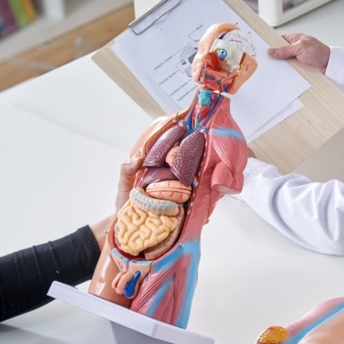 VEVOR Human Body Model, 23 Parts 18 inch, Human Torso Anatomy Model Unisex Anatomical Skeleton Model with Removable Organs, Educational Teaching Tool for Students Science Learning Education Display