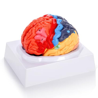 ZENFUN Life-Size Human Brain Anatomical Model, Color-Coded Partitioned Brain, 2 Parts, Anatomically Accurate Brain Model for Educational Settings Display Teaching Medical Model