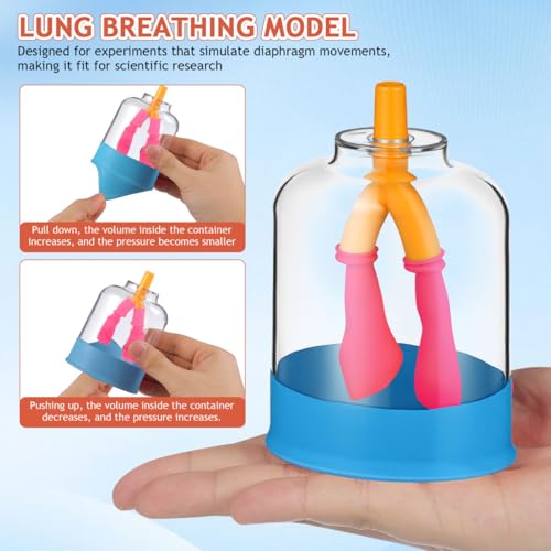PRETYZOOM Human Lung Breathing Model for Scientific Experiments Educational Anatomy Tool for Lung Function Simulation Lightweight Design for Classrooms and Research Settings