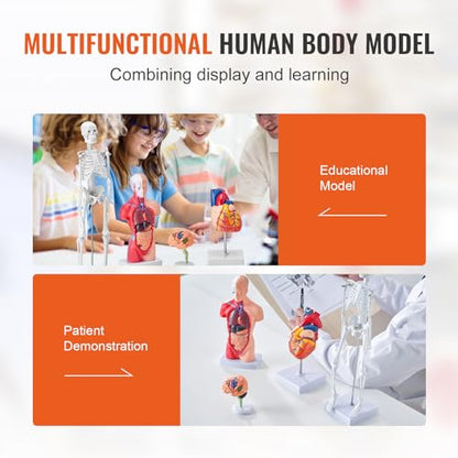 VEVOR Human Anatomy Model Bundle Set - Human Skeleton, Brain, Human Torso Body, Heart - Set of 4, Detachable Hands-on 3D Model Physiology Teaching Tools for Study and Display, with Manual - size: Short Size