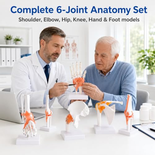 6Pcs Human Joint Anatomy Model Set with Ligaments