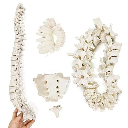 Disarticulated Human Spine Model, Life Size 1-24 Spine Model