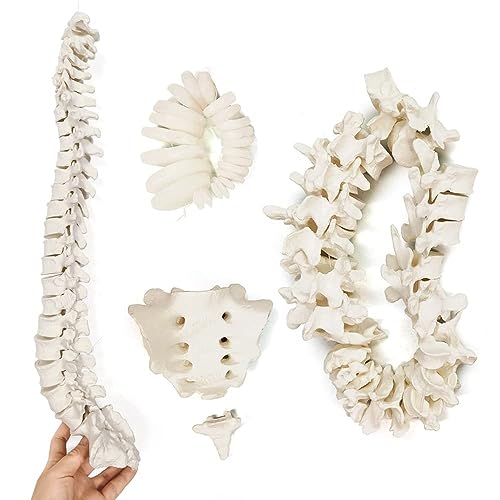 Disarticulated Human Spine Model, Life Size 1-24 Spine Model
