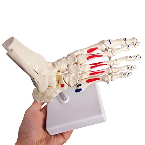 Human Foot and Ankle Model, Life Size W/Muscle Origin & Insertions Painted