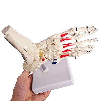 Human Foot and Ankle Model, Life Size W/Muscle Origin & Insertions Painted