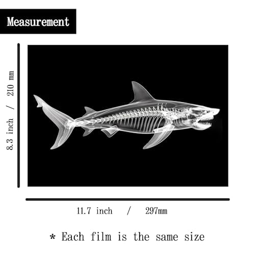 Animal X-Ray Set, Educational Science Kit, Light Table Accessory for Children (Sea Animals) - style: Sea Animals