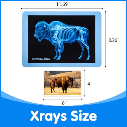 15 Pcs Zoo Animal Xrays for Kids - Light Table Manipulatives - style: Zoo Series