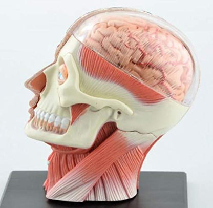 4D Vision Human Head Anatomy Model