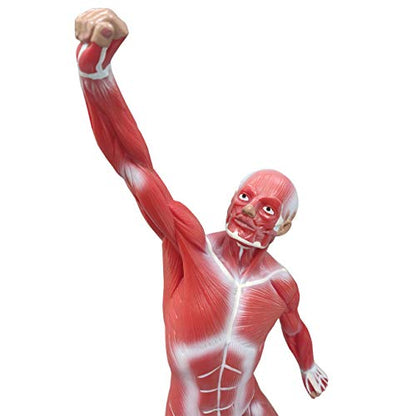Ultrassist Human Muscle Anatomy Model, 20-Inch Figure