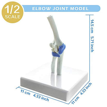 EVOTECH SCIENTIFIC Mini Shoulder Knee Hip Elbow Joint Model Set, 1/2 Scale