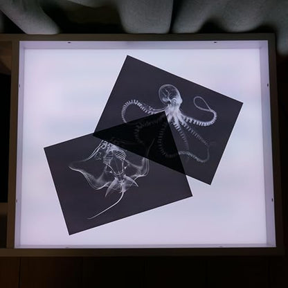 Animal X-Ray Set, Educational Science Kit, Light Table Accessory for Children (Sea Animals) - style: Sea Animals