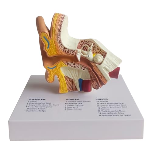 Human Ear Model, Life-Size Ear Anatomy Model, Outer, Middle & Inner Ear with Removable Base for Medical & 4D Science Education