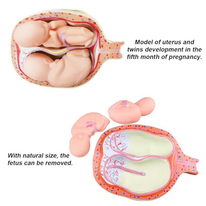 INTBUYING Education Model 8PCS Removable Human Anatomical Embryonic Development Nurse Study Human Pregnancy Development Process Model