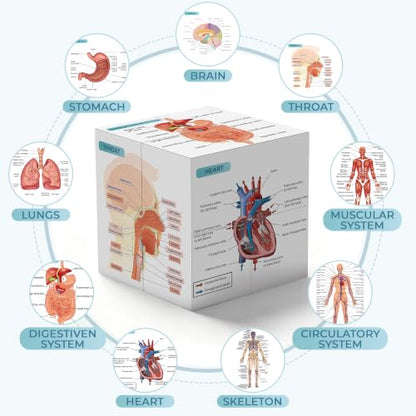 Aliwovo Medical Student Human Anatomy 3.93" Cube Anatomy Poster Set Heart,Brain,Lung,Stomach,Throat,Muscular,Skeletal,Digestive,Circulatory,Gifts For Medical Students, Nurse